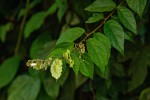 Dipteropeltis poranoides