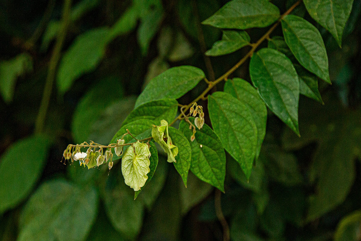 Dipteropeltis poranoides Dipteropeltis poranoides