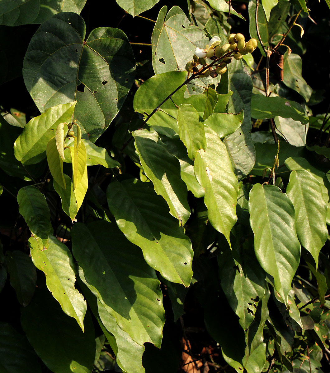 Dalhousiea africana Dalhousiea africana