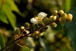 Dalhousiea africana
