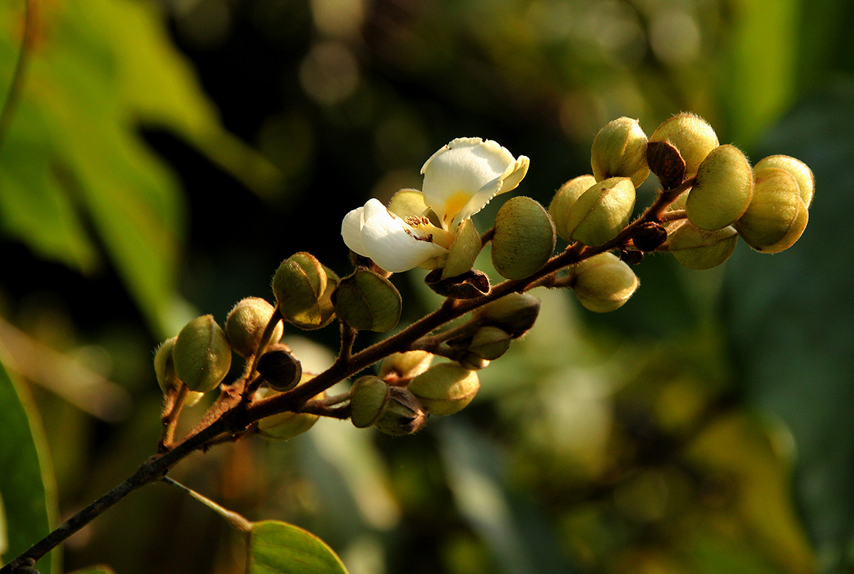 Dalhousiea africana Dalhousiea africana
