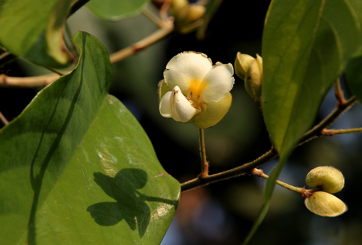 Dalhousiea africana Dalhousiea africana