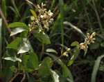 Dalhousiea africana
