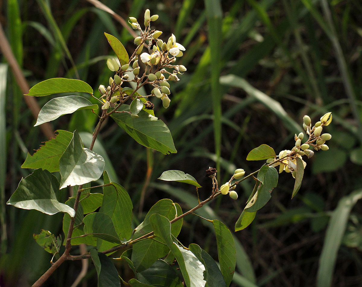 Dalhousiea africana