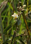 Dalhousiea africana