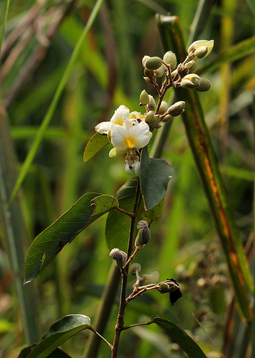 Dalhousiea africana