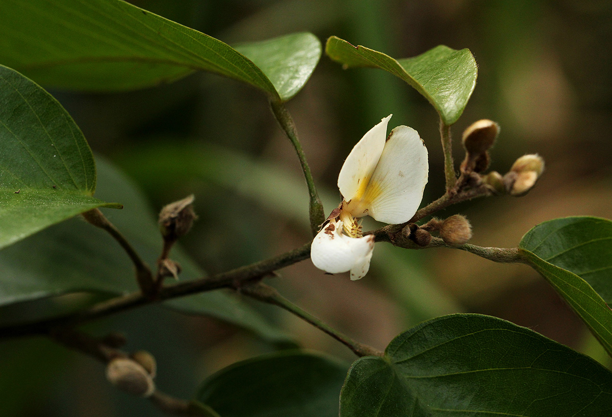 Dalhousiea africana