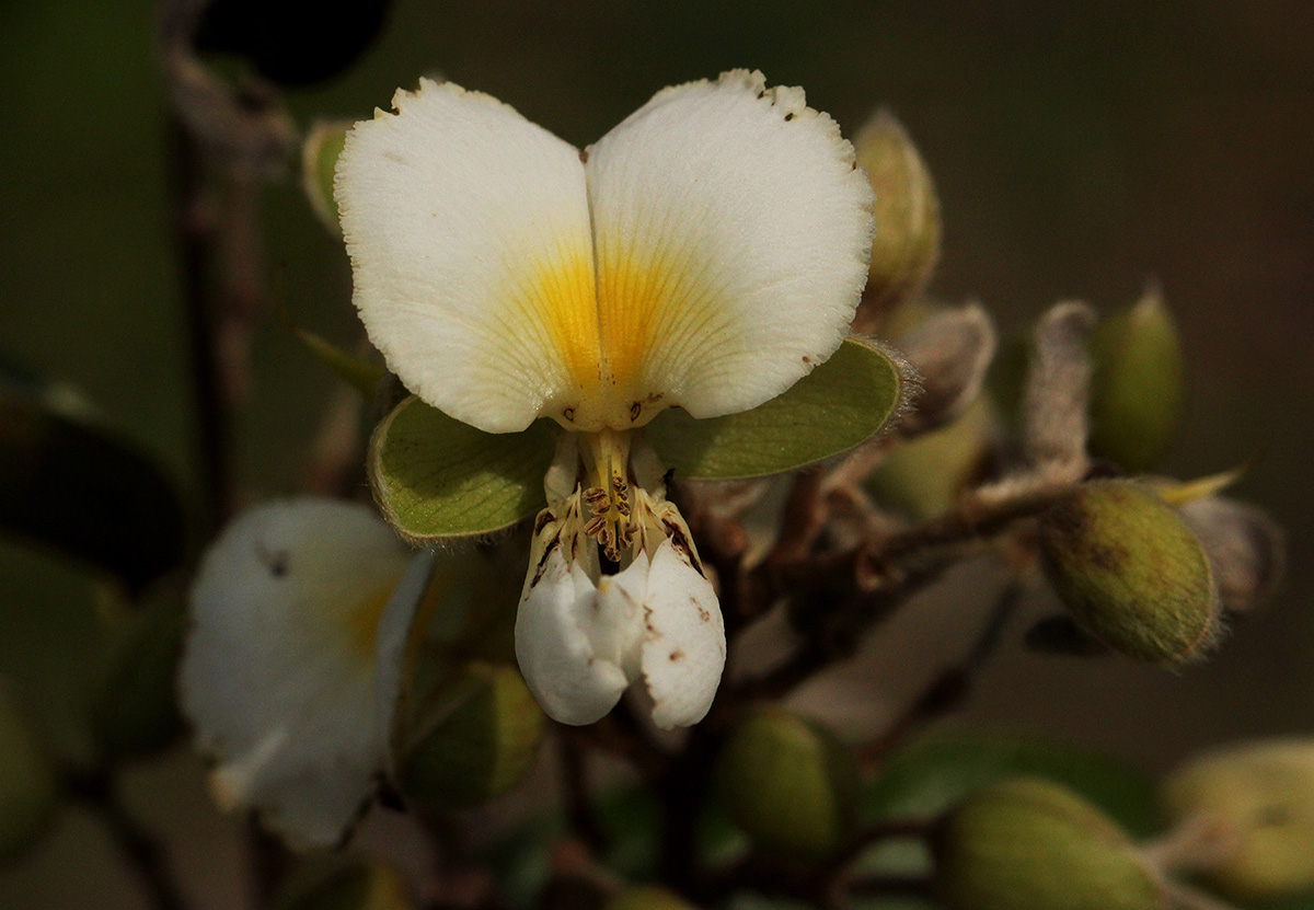 Dalhousiea africana