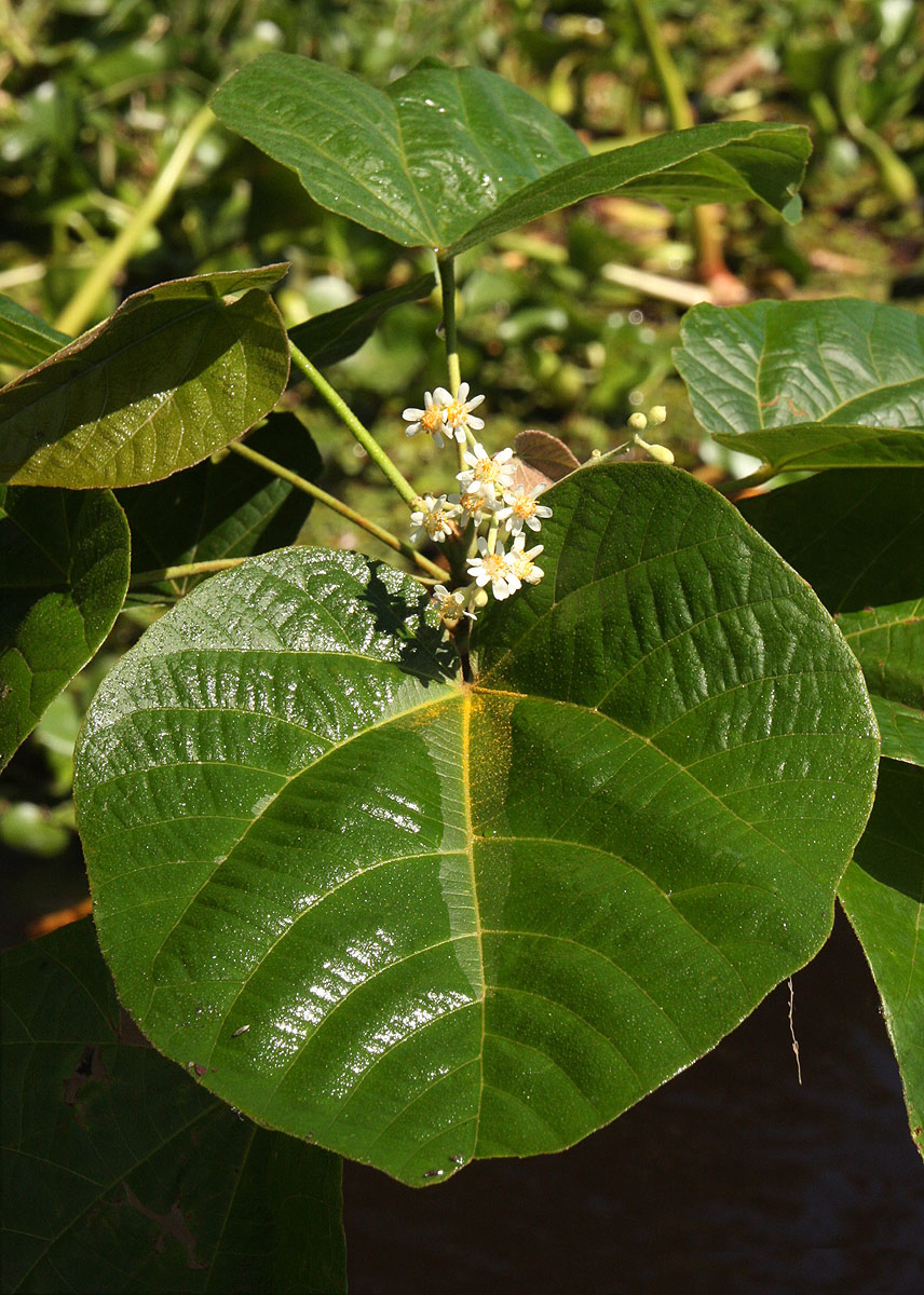 Christiana africana