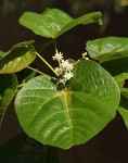 Christiana africana