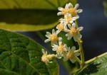 Christiana africana