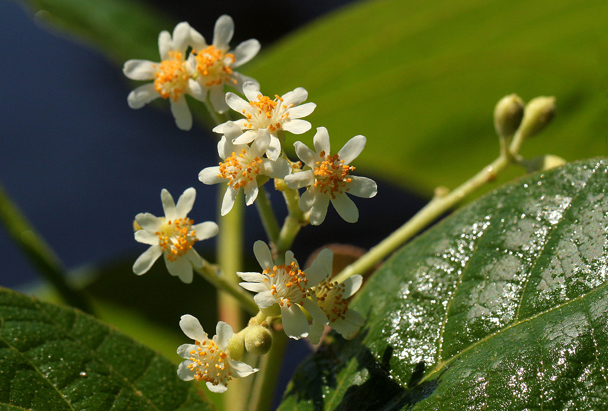 Christiana africana