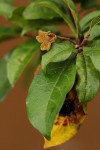 Nesogordonia kabingaensis