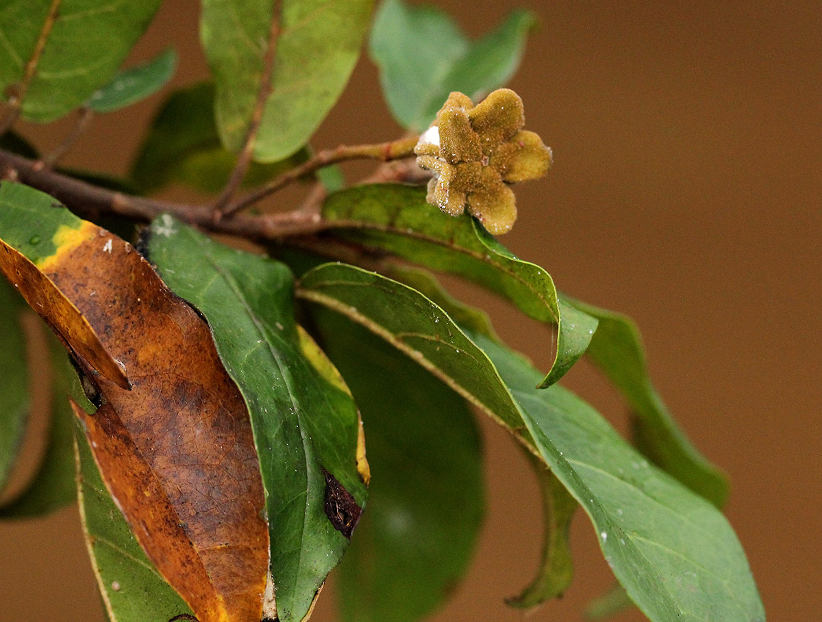 Nesogordonia kabingaensis