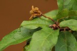 Nesogordonia kabingaensis