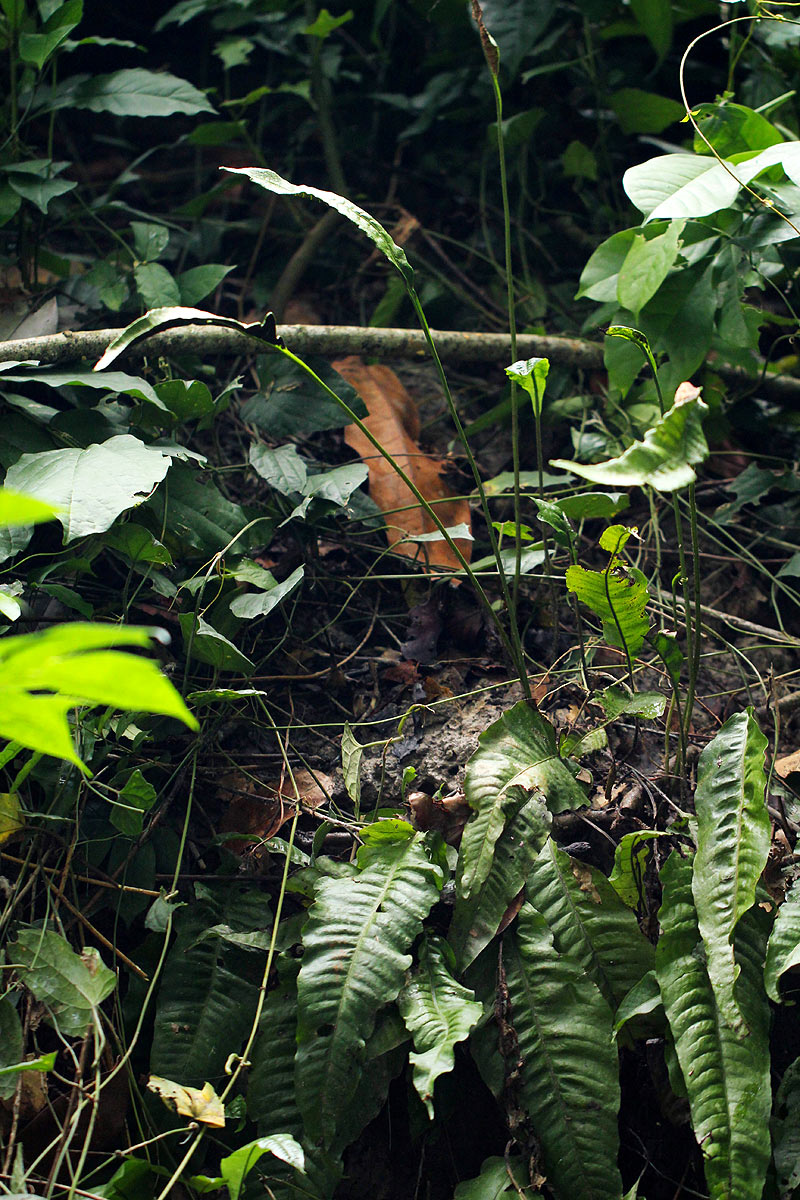 Bolbitis gaboonensis
