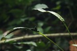 Bolbitis gaboonensis