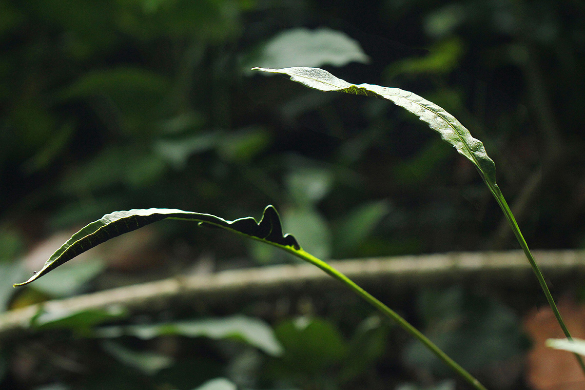 Bolbitis gaboonensis
