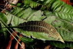 Bolbitis gaboonensis