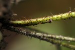 Bolbitis gaboonensis