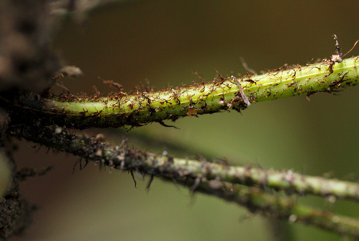 Bolbitis gaboonensis