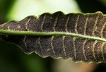 Bolbitis gaboonensis