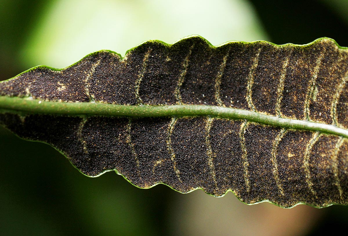 Bolbitis gaboonensis