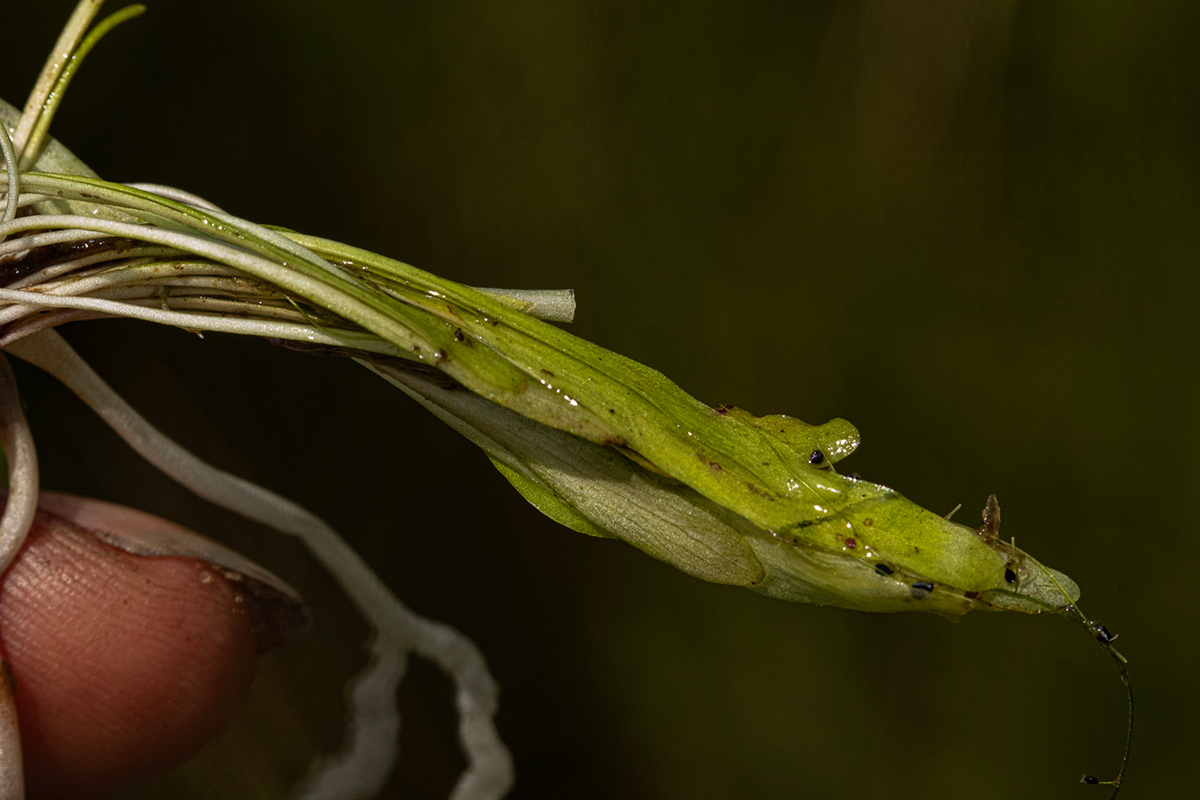 Genlisea angolensis Genlisea angolensis