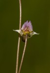 Genlisea angolensis