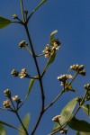 Avicennia germinans