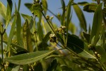 Avicennia germinans