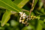 Avicennia germinans
