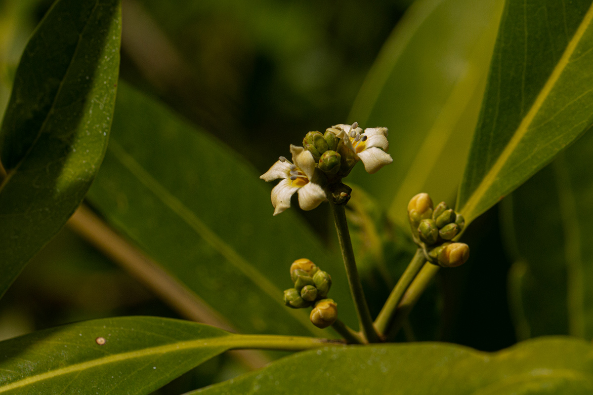 Avicennia germinans Avicennia germinans