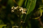 Avicennia germinans