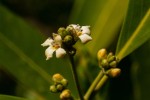 Avicennia germinans