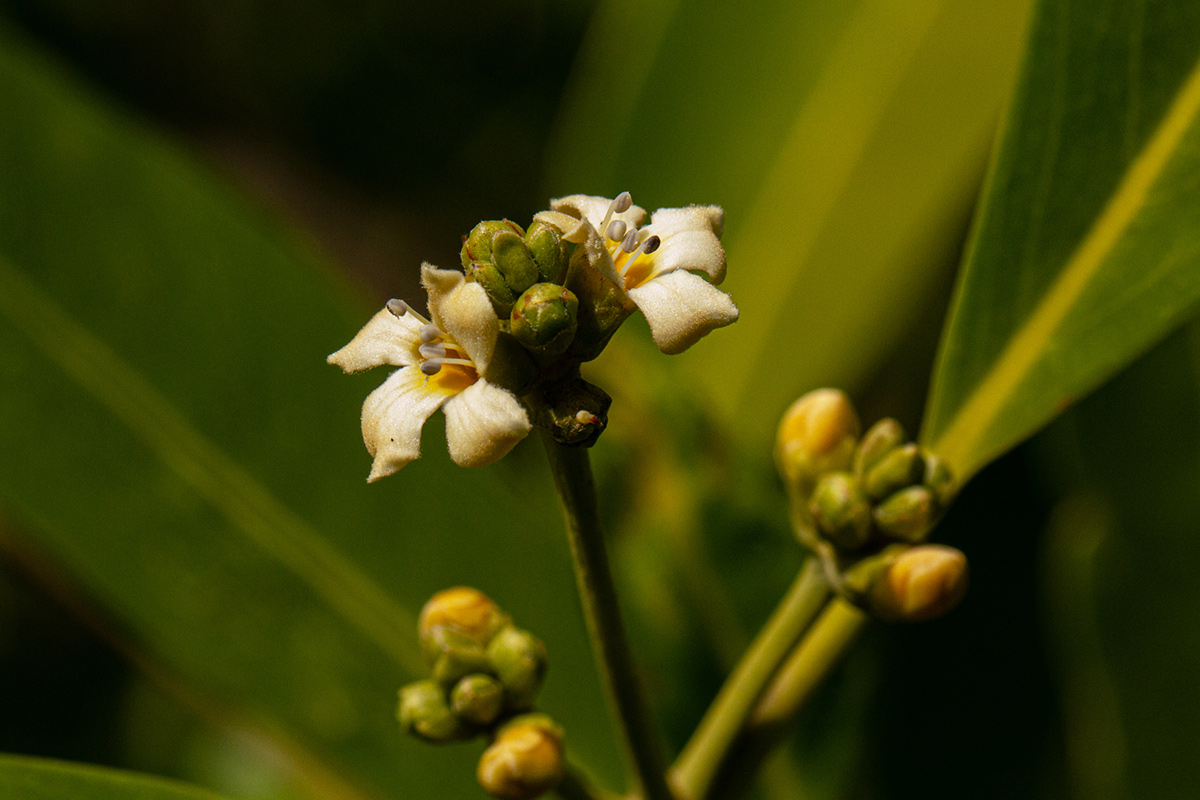 Avicennia germinans