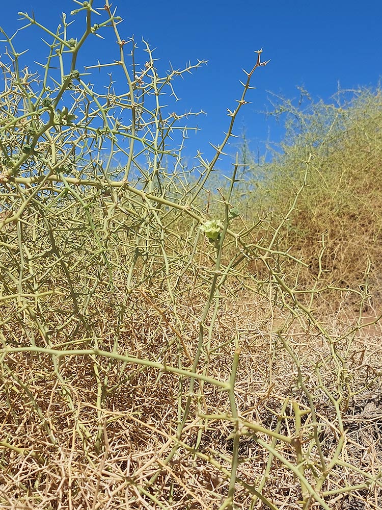Acanthosicyos horridus Acanthosicyos horridus