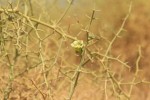 Acanthosicyos horridus