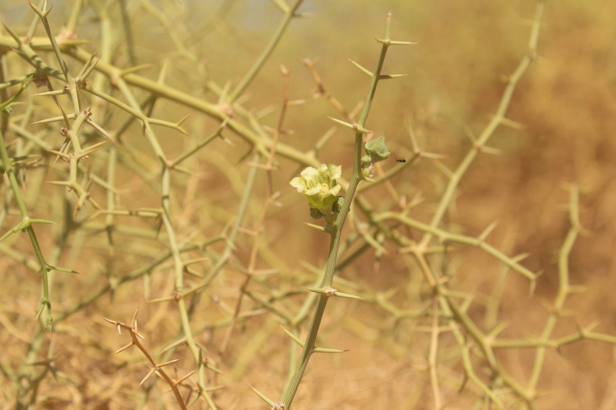Acanthosicyos horridus Acanthosicyos horridus