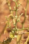 Acanthosicyos horridus