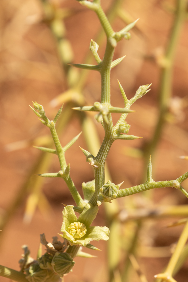 Acanthosicyos horridus Acanthosicyos horridus