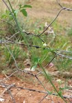 Dactyliandra welwitschii