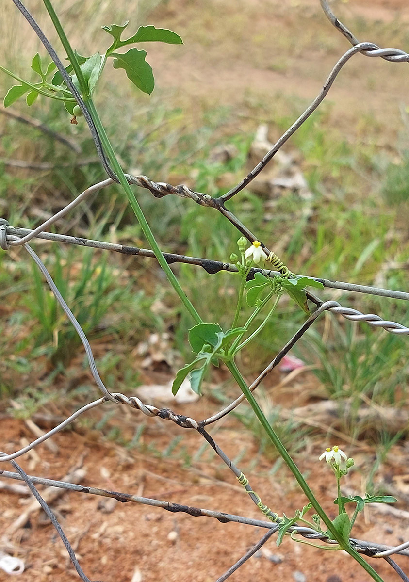 Dactyliandra welwitschii