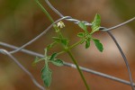 Dactyliandra welwitschii