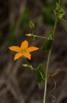 Momordica humilis