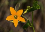 Momordica humilis