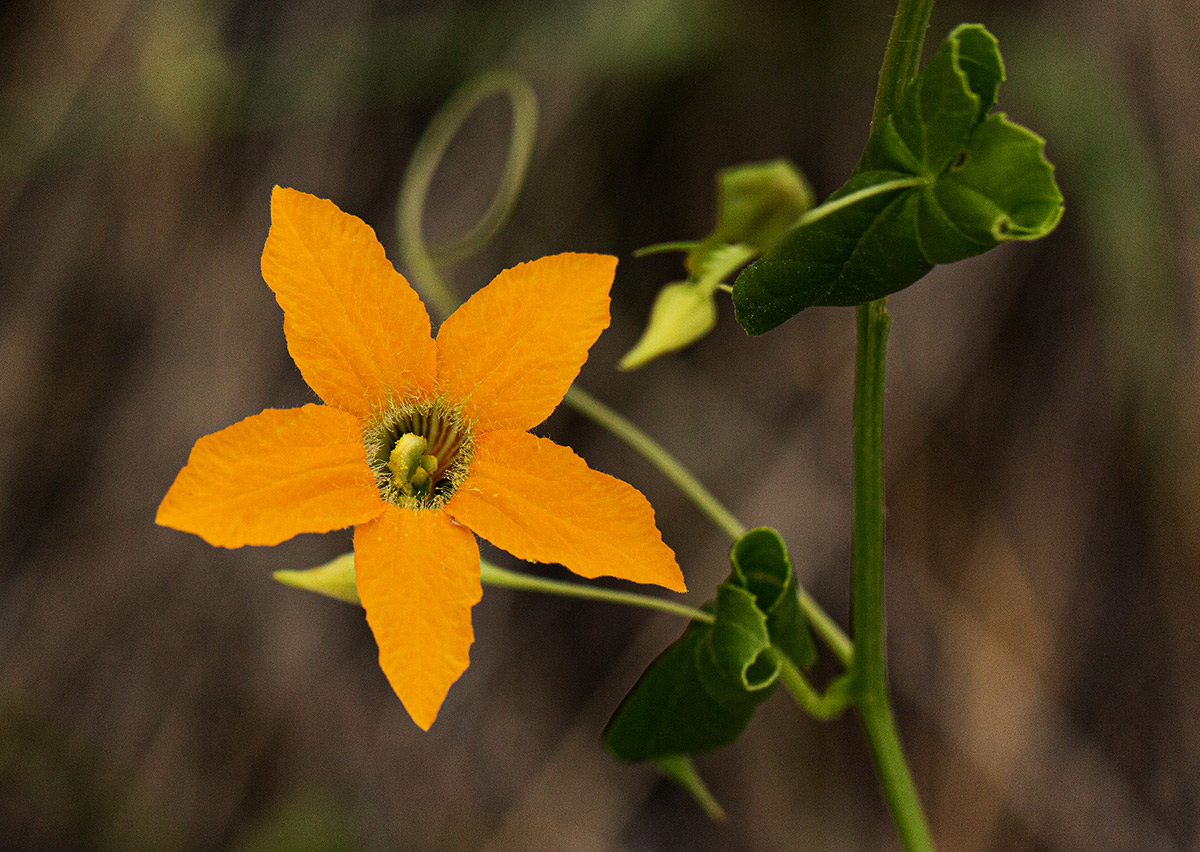 Momordica humilis