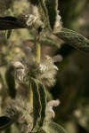 Leucas pechuelii