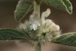 Leucas pechuelii