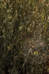 Orthanthera albida